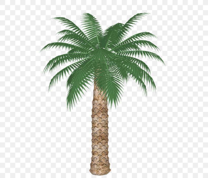 Attalea Speciosa Clip Art, PNG, 525x700px, Attalea Speciosa, Arecaceae, Arecales, Asian Palmyra Palm, Borassus Download Free