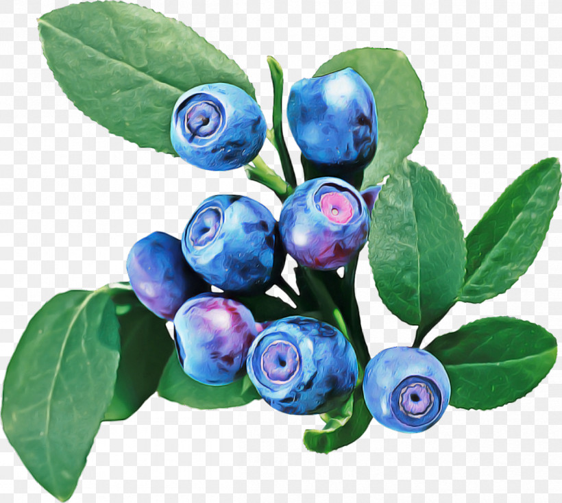 Bilberry Berry Plant Blue Violet, PNG, 1206x1080px, Bilberry, Berry, Blue, Blueberry, Branch Download Free