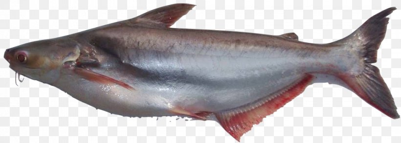 Iridescent Shark Fish Basa Food Clarias, PNG, 977x351px, Iridescent Shark, Animal Figure, Aquaculture, Basa, Cartilaginous Fish Download Free
