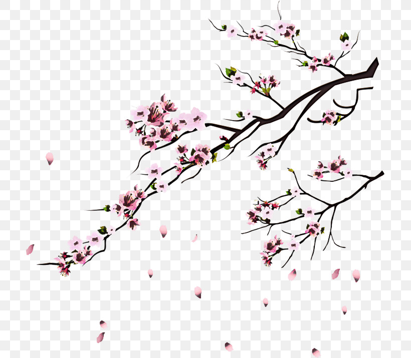 Cherry Blossom, PNG, 715x715px, Branch, Blossom, Cherry Blossom, Flower, Pedicel Download Free