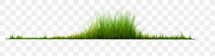 Plant Grass, PNG, 5000x1327px, Grasses, Brand, Family, Grass, Grass Family Download Free