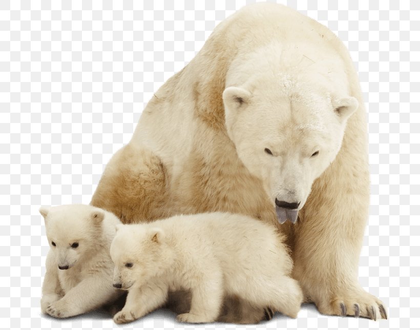 Polar Bear Stock Photography Arctic, PNG, 701x644px, Polar Bear, Animal, Arctic, Bear, Bears Download Free