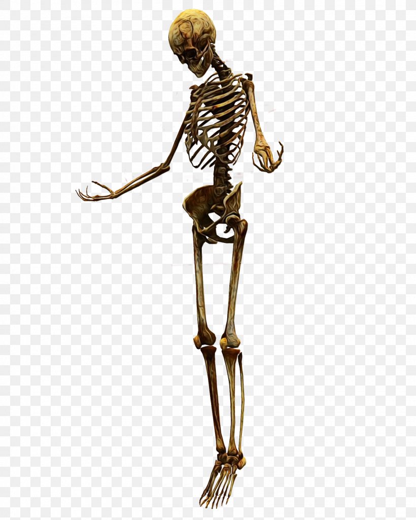 Skull Anatomy, PNG, 1600x2000px, Skeleton, Balance, Bone, Bronze Sculpture, Figurine Download Free