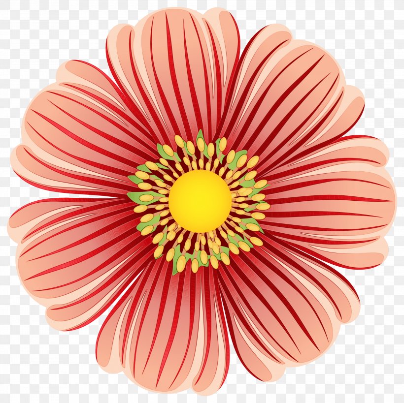 Clip Art Flower Petal Transvaal Daisy, PNG, 3000x2999px, Flower, Barberton Daisy, Cut Flowers, Daisy Family, Floral Design Download Free