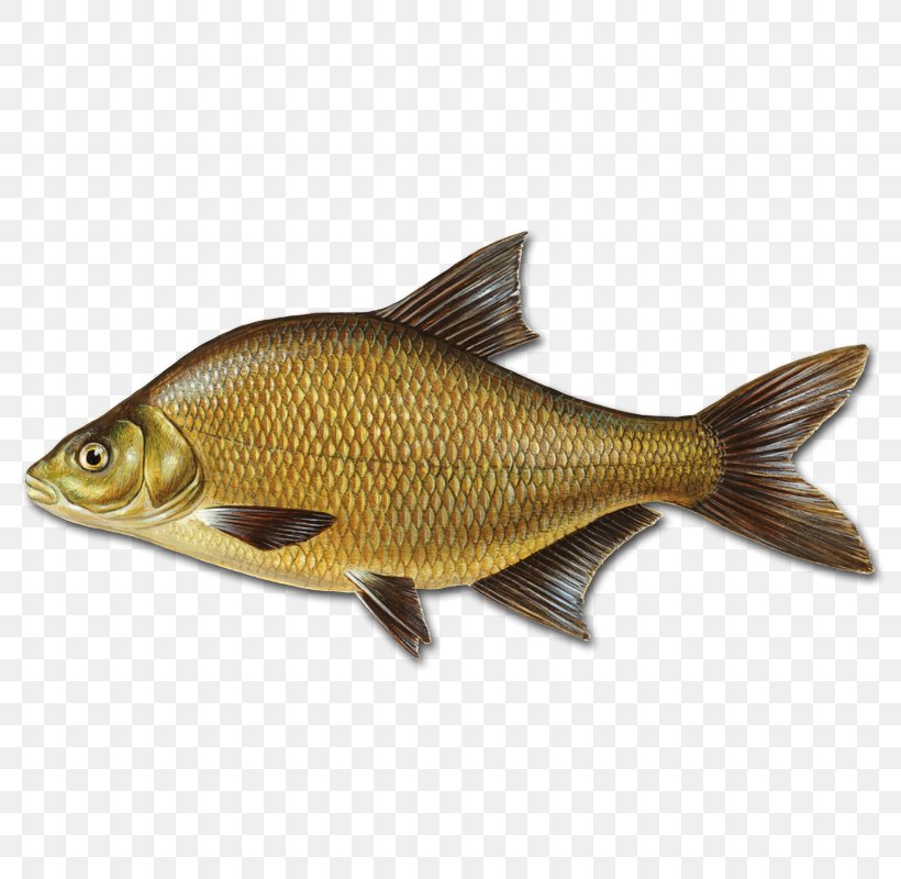 Common Bream Fishing Angling, PNG, 800x800px, Common Bream, Abramis, Angling, Barramundi, Blicca Bjoerkna Download Free