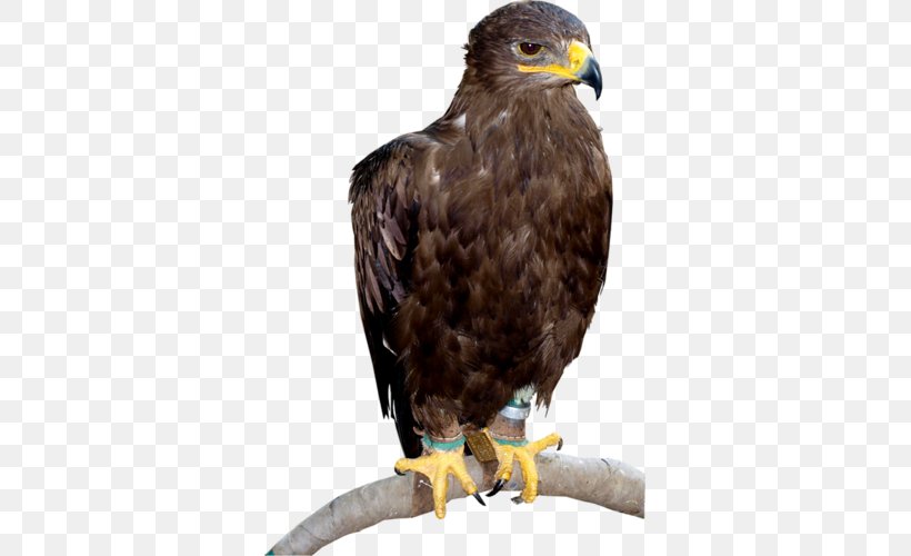 Bald Eagle Hawk Buzzard Beak, PNG, 343x500px, Bald Eagle, Accipitriformes, Beak, Bird, Bird Of Prey Download Free