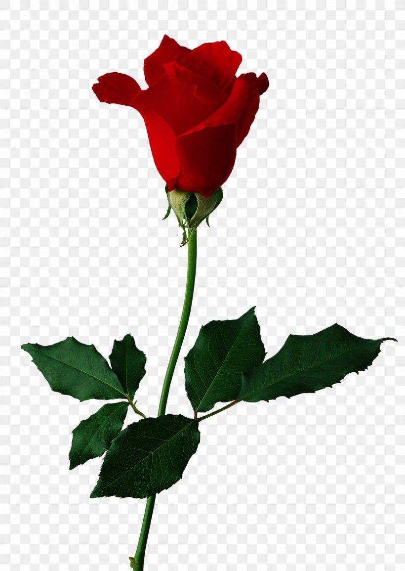 Rose Flower Clip Art, PNG, 2094x2950px, Rose, Black Rose, Bud, China Rose, Cut Flowers Download Free