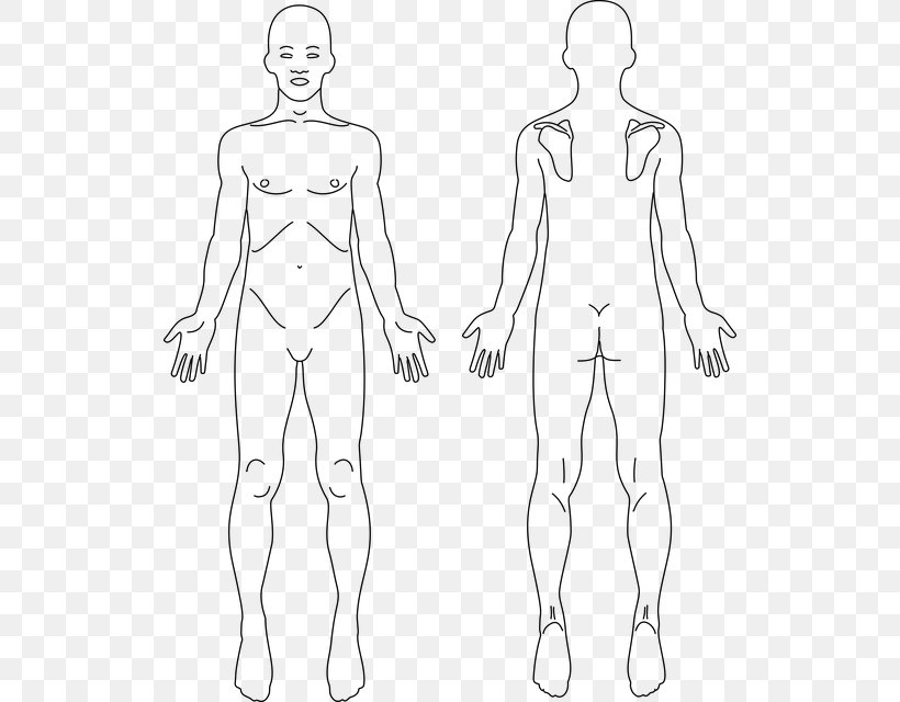 Anatomy Human Body Human Back Human Skeleton Clip Art, PNG, 522x640px, Watercolor, Cartoon, Flower, Frame, Heart Download Free