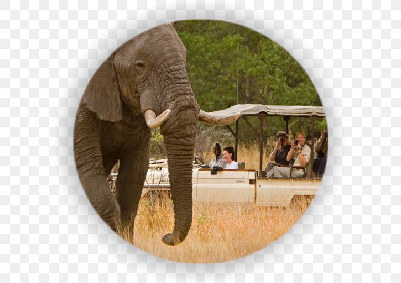 Cuando River Victoria Falls South Africa Safari Chobe National Park, PNG, 600x580px, Cuando River, Africa, African Elephant, Chobe National Park, Elephant Download Free