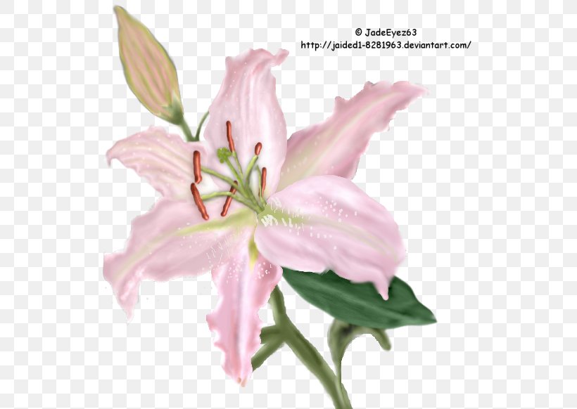 Cut Flowers Pink M Plant Stem Petal, PNG, 544x582px, Cut Flowers, Flower, Flowering Plant, Lily, Lily Family Download Free