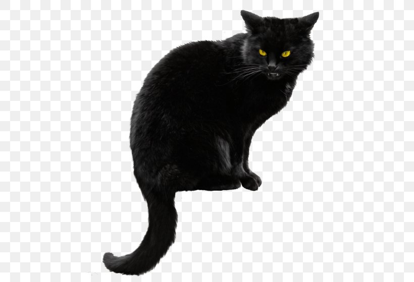 Bombay Cat Kitten Clip Art Image, PNG, 480x559px, Bombay Cat, Asian, Asian Semi Longhair, Black, Black And White Download Free