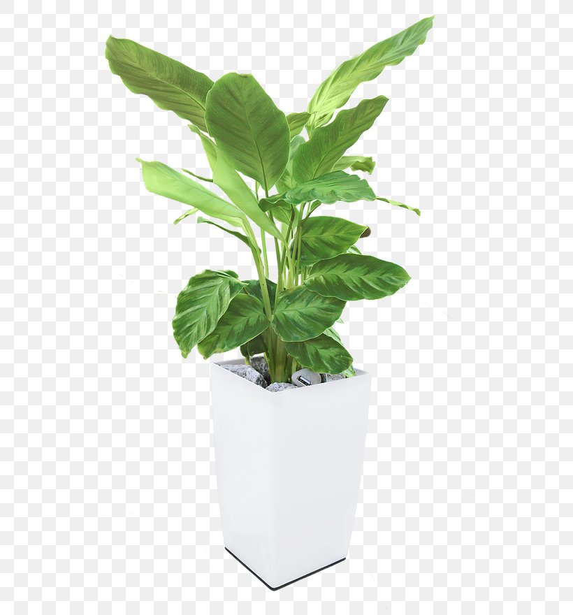Energy Photosynthesis Plant Electricity Bioo, PNG, 538x880px, Energy, Akupank, Biology, Electrical Energy, Electricity Download Free