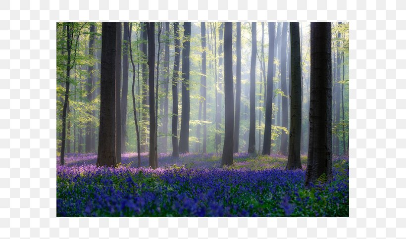 Hallerbos Forest Common Bluebell Canvas Print Art, PNG, 591x483px, Forest, Art, Belgium, Biome, Bluebells Download Free