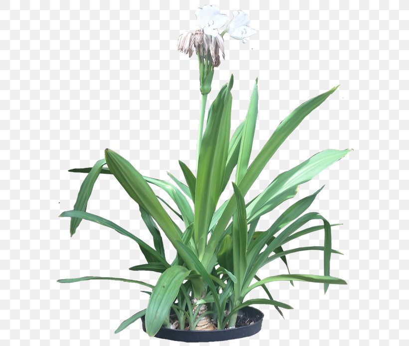 Hymenocallis Littoralis Flowering Plant Flowering Plant Tropics, PNG, 600x693px, Hymenocallis Littoralis, Bulb, Crinum, Flower, Flowering Plant Download Free
