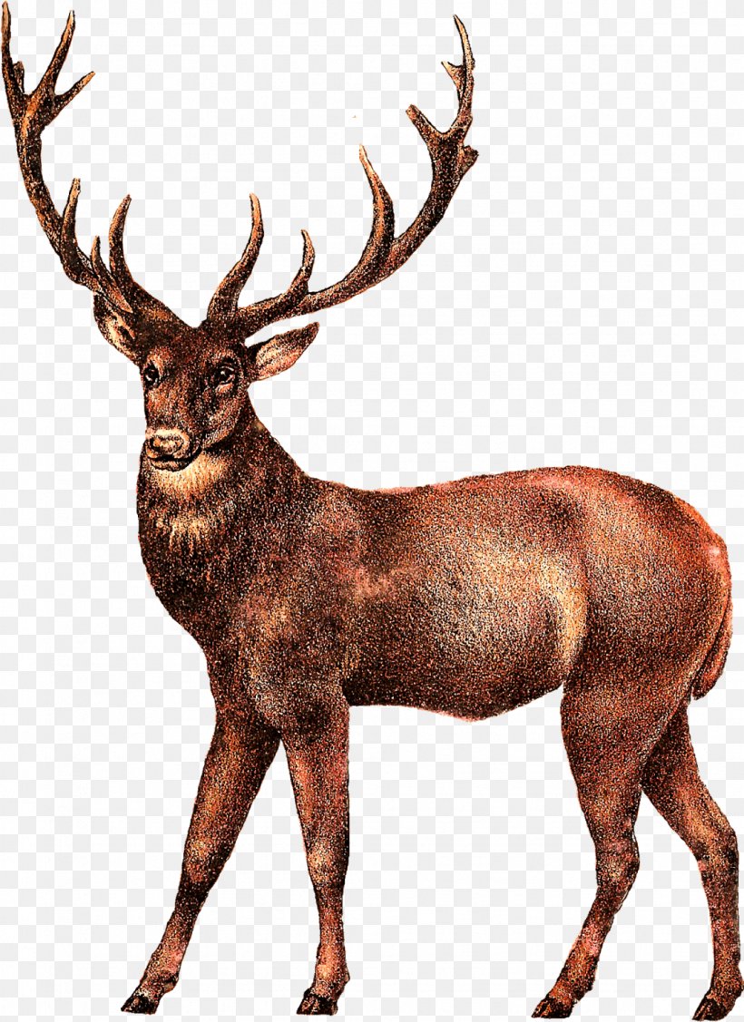 Reindeer Cartoon, PNG, 1079x1484px, Deer, Antelope, Antler, Elk, Horn Download Free