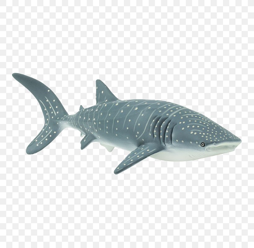 Tiger Shark Isurus Oxyrinchus Whale Shark Cetacea Great White Shark, PNG, 800x800px, Tiger Shark, Batoidea, Cartilaginous Fish, Cetacea, Fauna Download Free