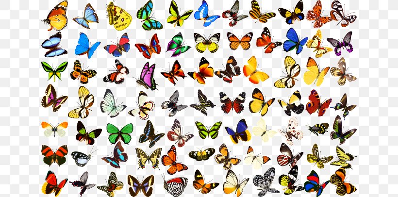 Butterfly Download, PNG, 650x406px, Butterfly, Fauna, Information, Insect, Invertebrate Download Free