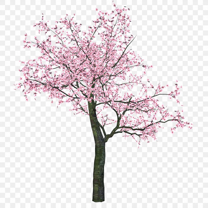 Cherry Blossom Clip Art Tree, PNG, 2500x2500px, Cherry Blossom, Blossom, Branch, Cherries, Flower Download Free