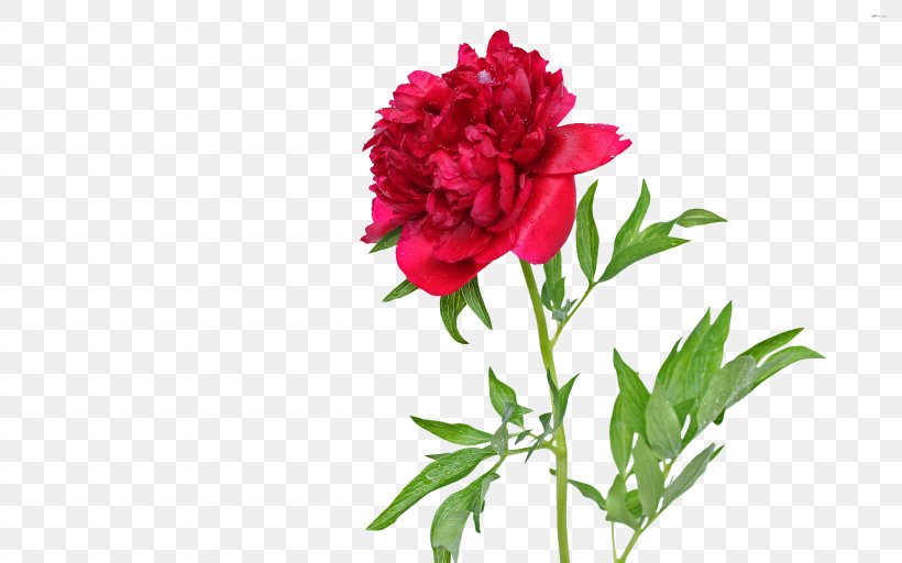 Garden Roses Farrow & Ball Peony BP 2303 Wallpaper Desktop Wallpaper, PNG, 2560x1600px, Garden Roses, Annual Plant, Carnation, Cut Flowers, Floral Design Download Free