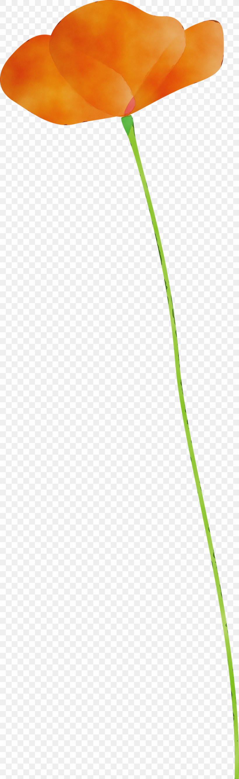 Green Leaf Grass Family Grass Plant, PNG, 920x3000px, Poppy Flower, Grass, Grass Family, Green, Leaf Download Free