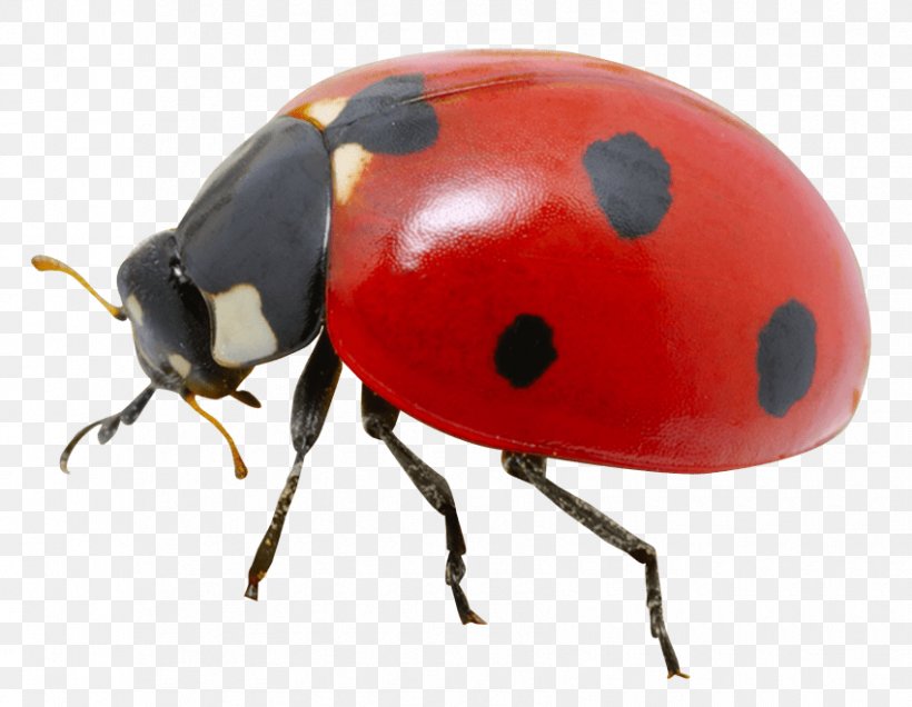 Ladybird Beetle Transparency Clip Art, PNG, 850x660px, Beetle, Arthropod, Image Resolution, Insect, Invertebrate Download Free