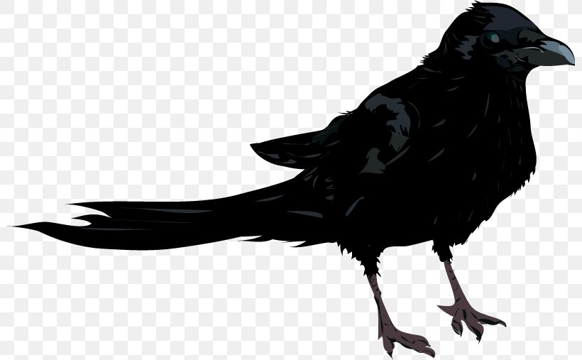 American Crow New Caledonian Crow Rook Drawing, PNG, 800x507px, American Crow, Art, Beak, Bird, Black And White Download Free