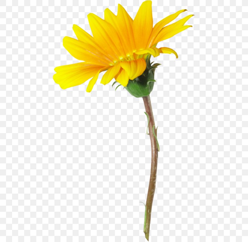 Flower Clip Art, PNG, 472x800px, Flower, Archive File, Calendula, Cut Flowers, Daisy Family Download Free