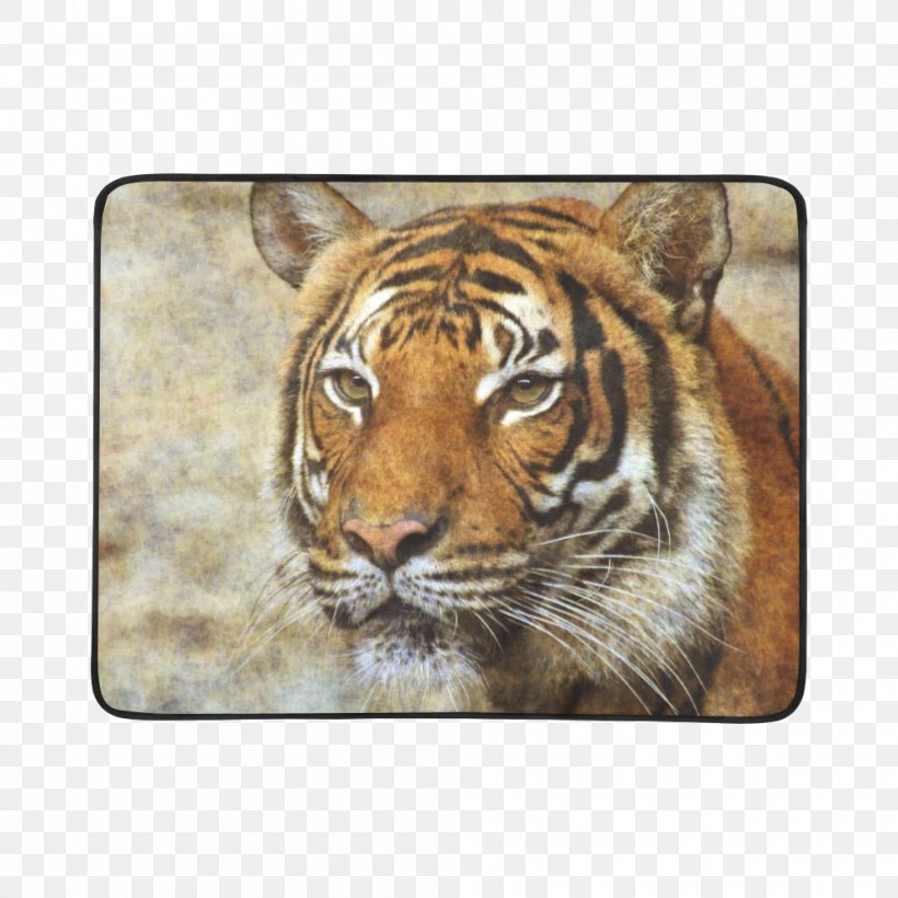 Tiger Whiskers Cat Snout Terrestrial Animal, PNG, 1000x1000px, Tiger, Animal, Big Cat, Big Cats, Carnivoran Download Free