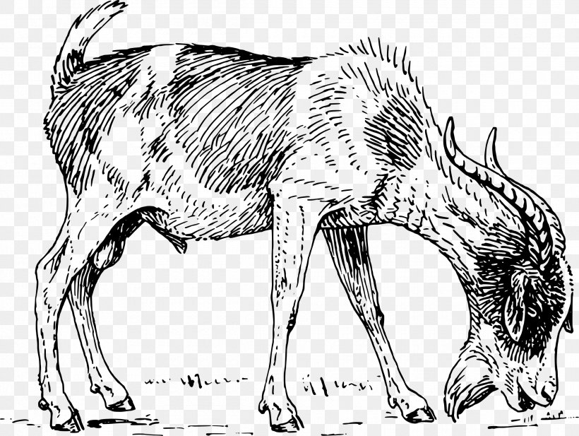 Boer Goat Angora Goat Grazing Horn Clip Art, PNG, 2400x1807px, Boer Goat, Angora Goat, Black And White, Carnivoran, Cattle Like Mammal Download Free