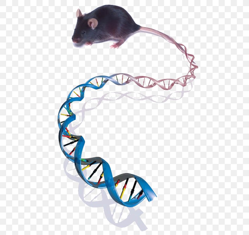 Mouse Genetics Mouse Genetics Genome Biology, PNG, 506x774px, Mouse, Biology, Dna, Gene, Genetics Download Free