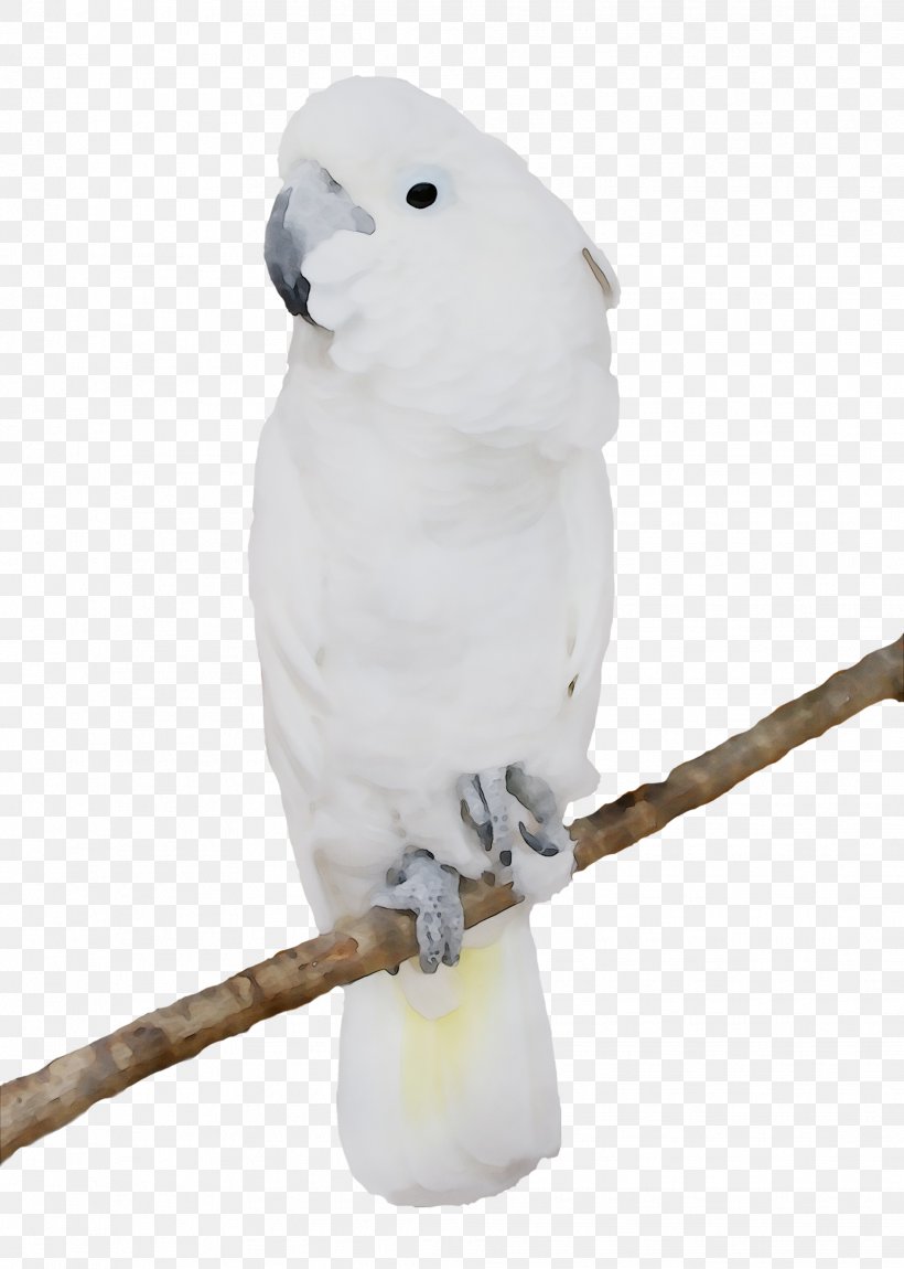 Sulphur-crested Cockatoo Bird Budgerigar GIF Image, PNG, 1929x2707px, Sulphurcrested Cockatoo, Animal Figure, Beak, Bird, Budgerigar Download Free