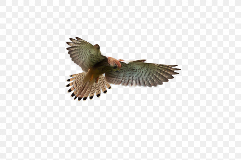 Feather, PNG, 1200x798px, Birds, Beak, Biology, Bird Of Prey, Cuckoos Download Free