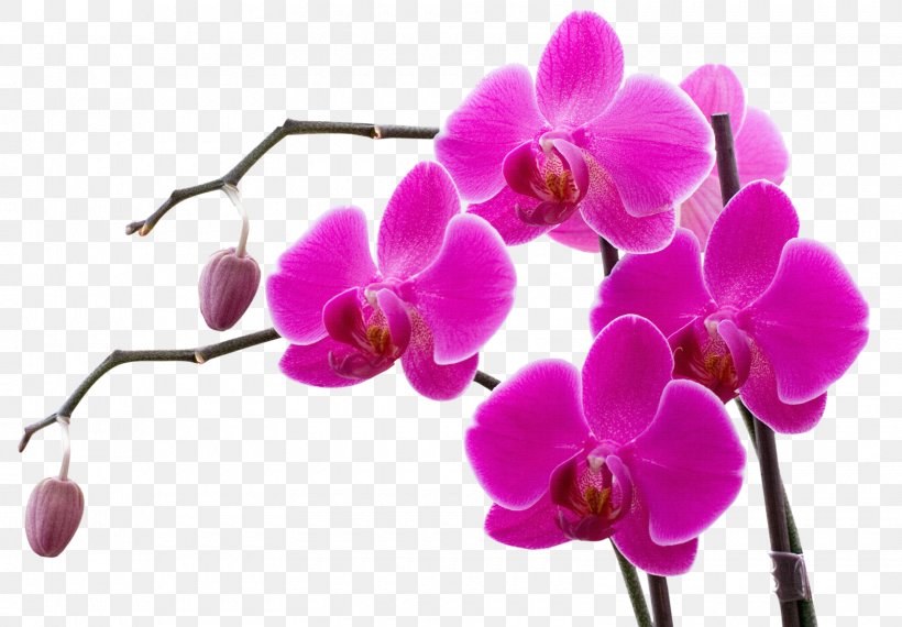 Orchids Flower Color Clip Art, PNG, 1600x1114px, Orchids, Blossom, Branch, Color, Flower Download Free
