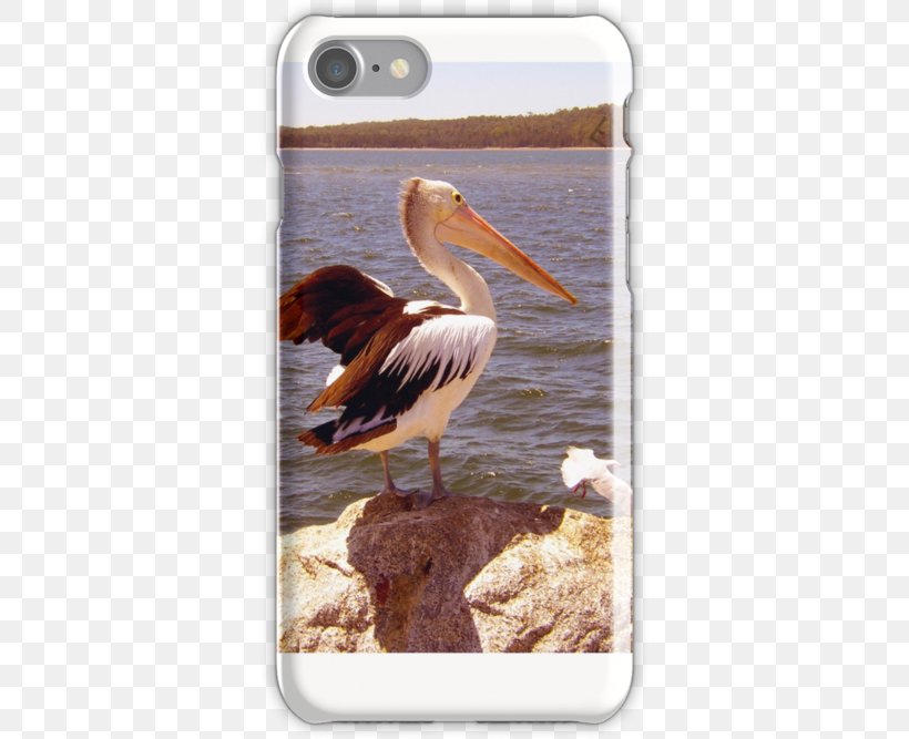 Pelican Products Fauna Beak, PNG, 500x667px, Pelican, Beak, Bird, Fauna, Pelecaniformes Download Free