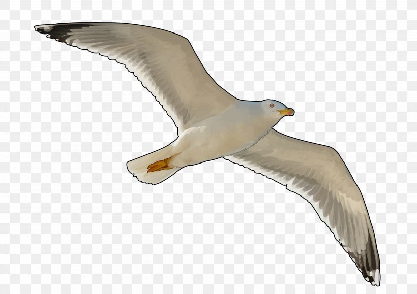 European Herring Gull Gulls Education Bird Technology, PNG, 3508x2480px, European Herring Gull, Albatross, Area, Beak, Bird Download Free