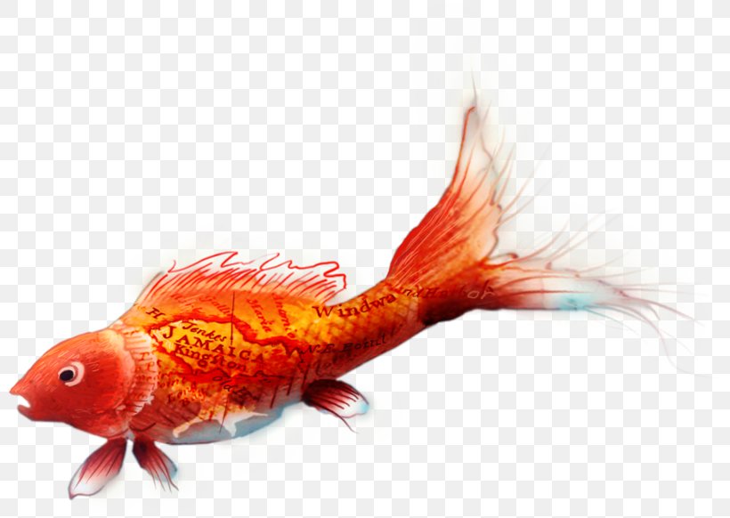 Fishkeeping Ornamental Fish Goldfish Tropical Fish, PNG, 800x582px, Fish, Bony Fish, Fauna, Fin, Fishing Download Free