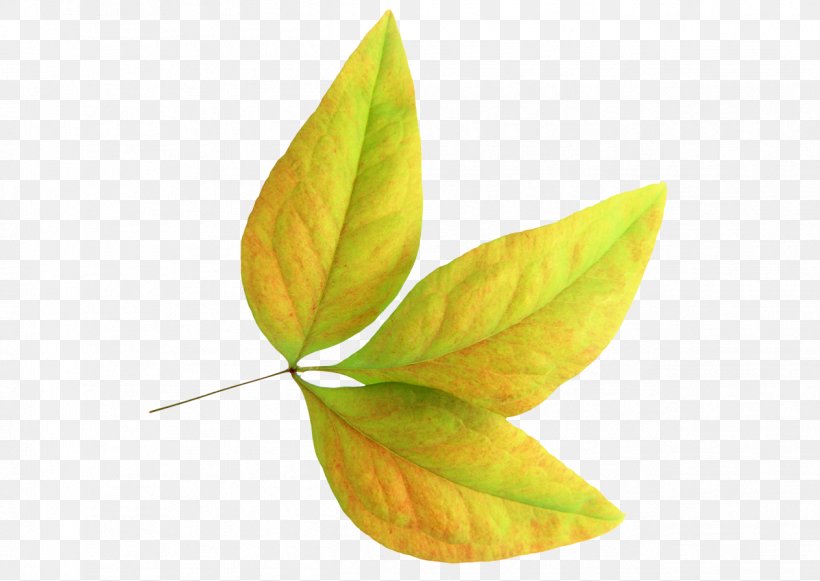 Leaf, PNG, 1264x897px, Leaf, Autumn Leaf Color, Plant, Poster Download Free