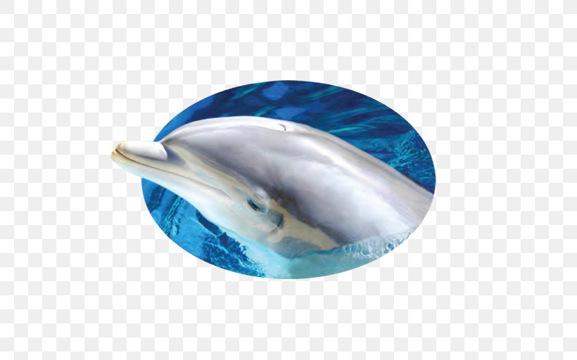 Short-beaked Common Dolphin Common Bottlenose Dolphin Wholphin Tucuxi, PNG, 512x512px, Shortbeaked Common Dolphin, Aqua, Blue, Bottlenose Dolphin, Common Bottlenose Dolphin Download Free