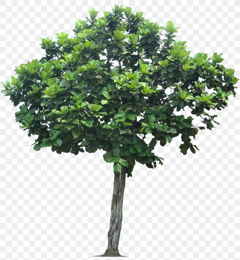 Tree Photography Clip Art, PNG, 849x918px, Tree, Branch, Evergreen, Fig Trees, Fruit Tree Download Free
