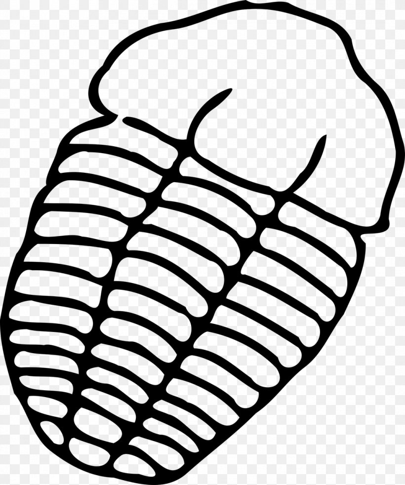 Trilobite Drawing Fossil Clip Art, PNG, 1068x1280px, Trilobite, Artwork, Black And White, Chair, Drawing Download Free