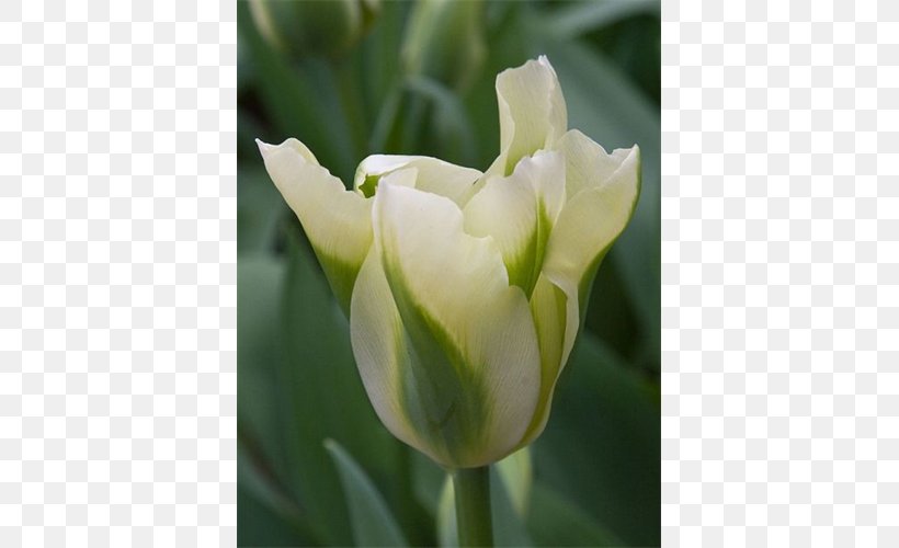 Tulip Petal Plant Stem, PNG, 500x500px, Tulip, Bud, Flower, Flowering Plant, Lily Family Download Free
