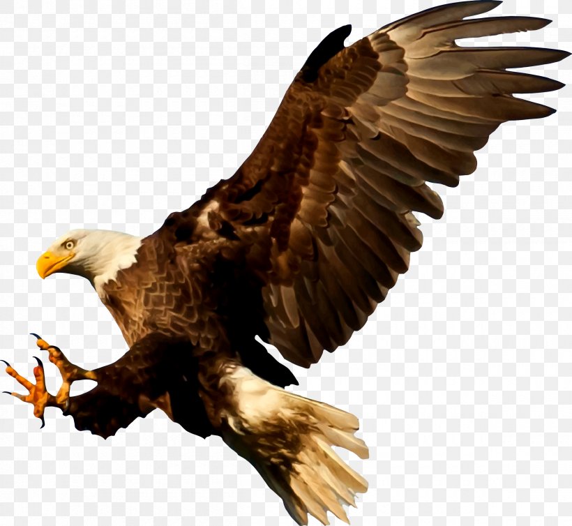 Bald Eagle Bird Silhouette, PNG, 2400x2208px, Bald Eagle, Accipitriformes, Beak, Bird, Bird Of Prey Download Free