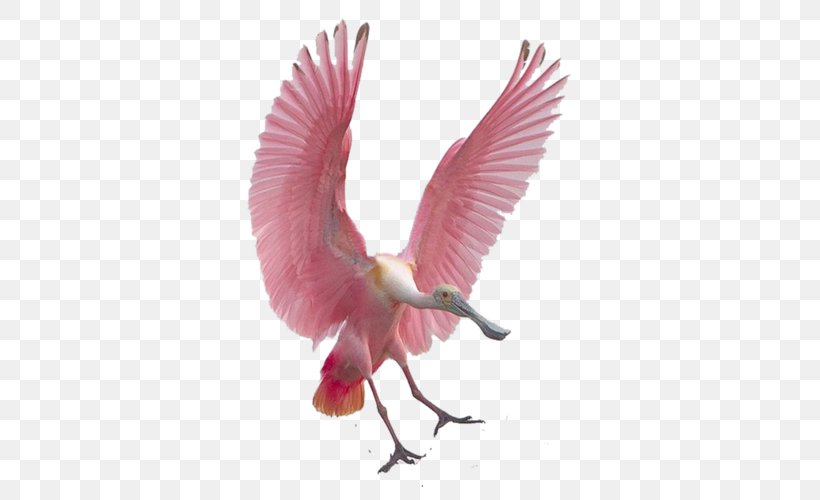 Bird Flight Spoonbills Roseate Spoonbill Feather, PNG, 500x500px, Bird, Animal, Beak, Bird Flight, Bird Of Prey Download Free