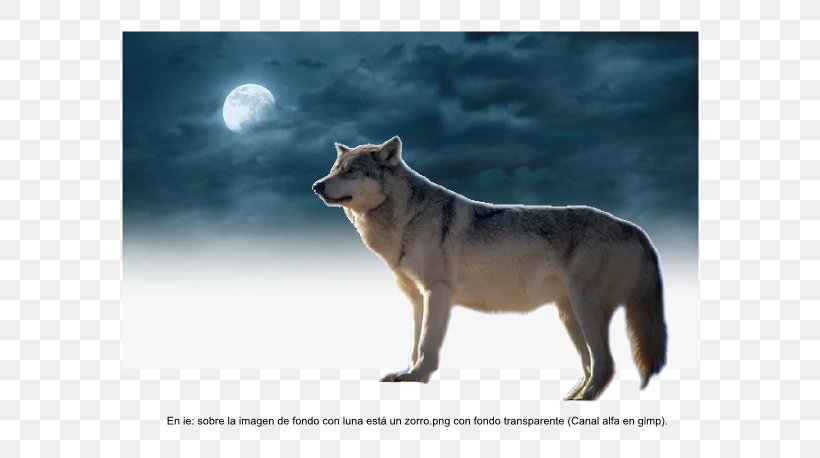 Gray Wolf Coyote Inkscape GIMP Chart, PNG, 616x458px, Gray Wolf, Box, Carnivoran, Chart, Coyote Download Free