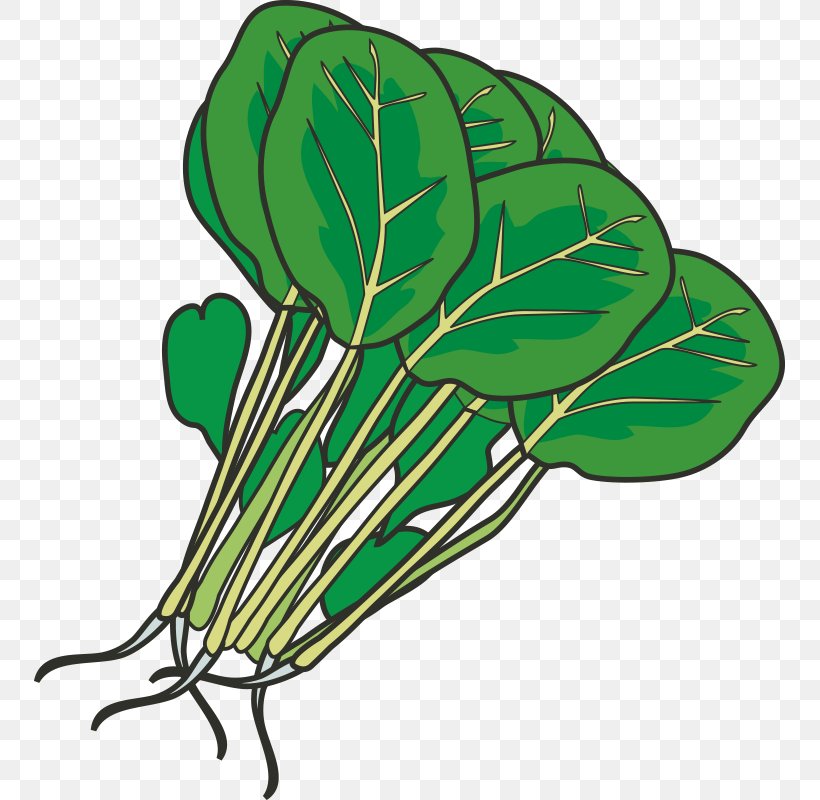 Hot Pot Leaf Vegetable Spinach Clip Art, PNG, 800x800px, Hot Pot, Auglis, Cartoon, Desktop Publishing, Flowering Plant Download Free