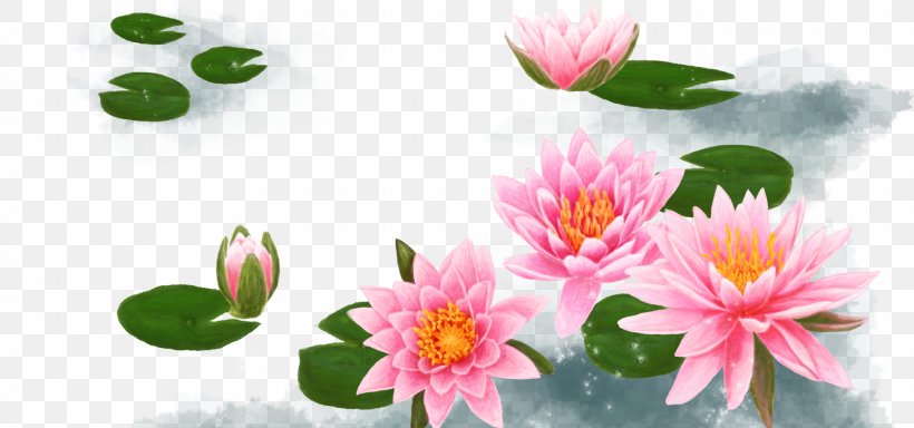 Lotus 31 Nelumbo Nucifera, PNG, 1920x900px, Lotus, Artificial Flower, Cut Flowers, Display Resolution, Drawing Download Free