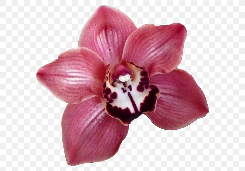 Moth Orchids Cut Flowers × Cambria, PNG, 600x573px, Moth Orchids, Cambria, Cut Flowers, Flower, Flower Bouquet Download Free