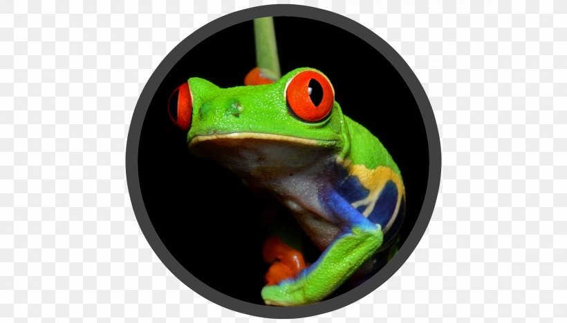 Red-eyed Tree Frog Amphibians Central America, PNG, 2520x1440px, Frog, Agalychnis, Amphibian, Amphibians, Animal Download Free