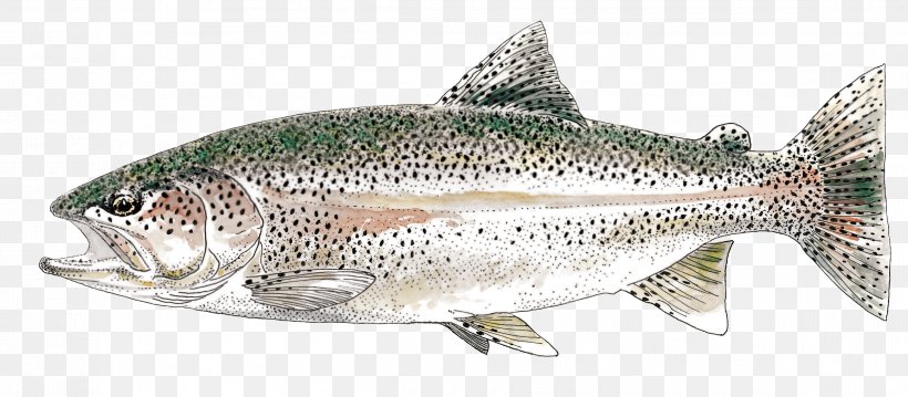 Salmon Trout Vienne Fish Products Fishing, PNG, 2319x1016px, Salmon, Anchovy, Animal Figure, Barramundi, Bass Download Free