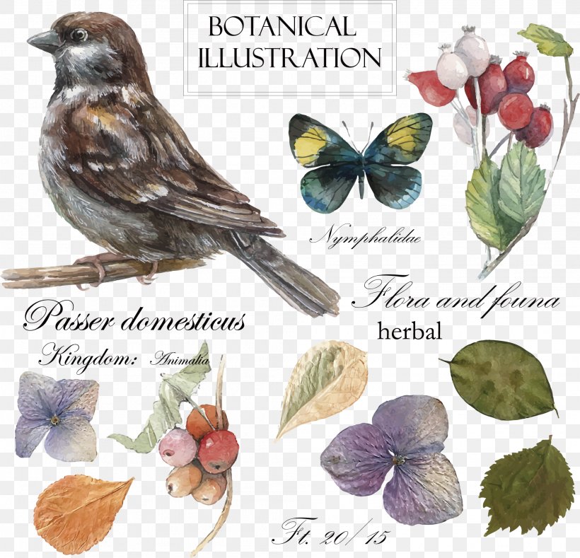 Bird Drawing Botanical Illustration Illustration, PNG, 1988x1914px, Bird, Beak, Bird And Flower Painting, Bird Food, Bird Supply Download Free